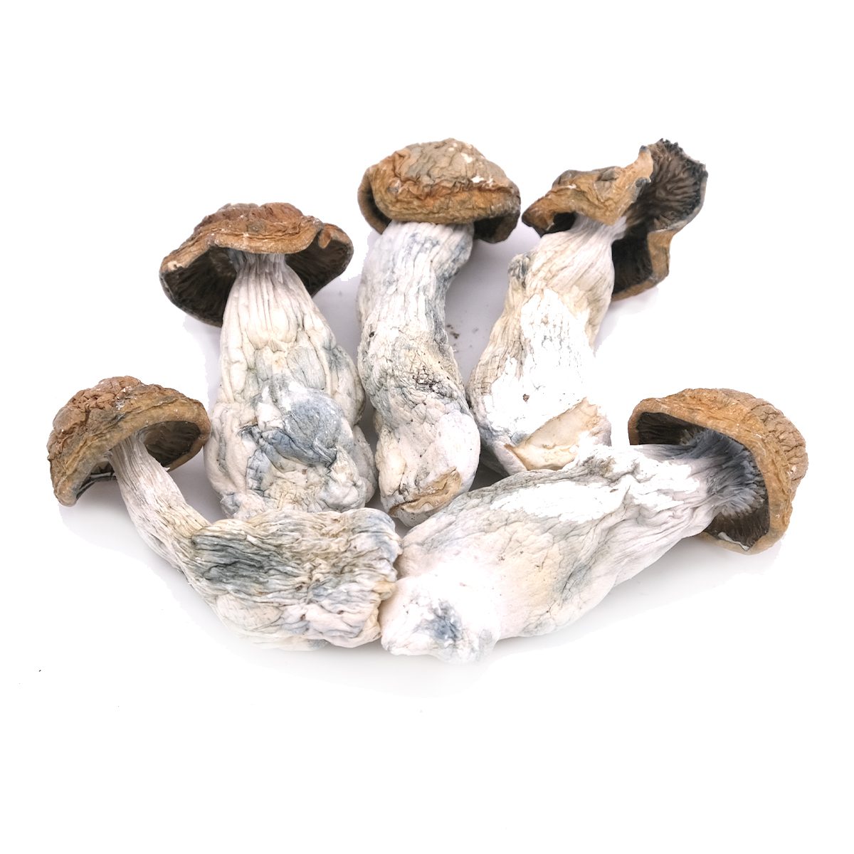 Premium Psilocybin Mushrooms