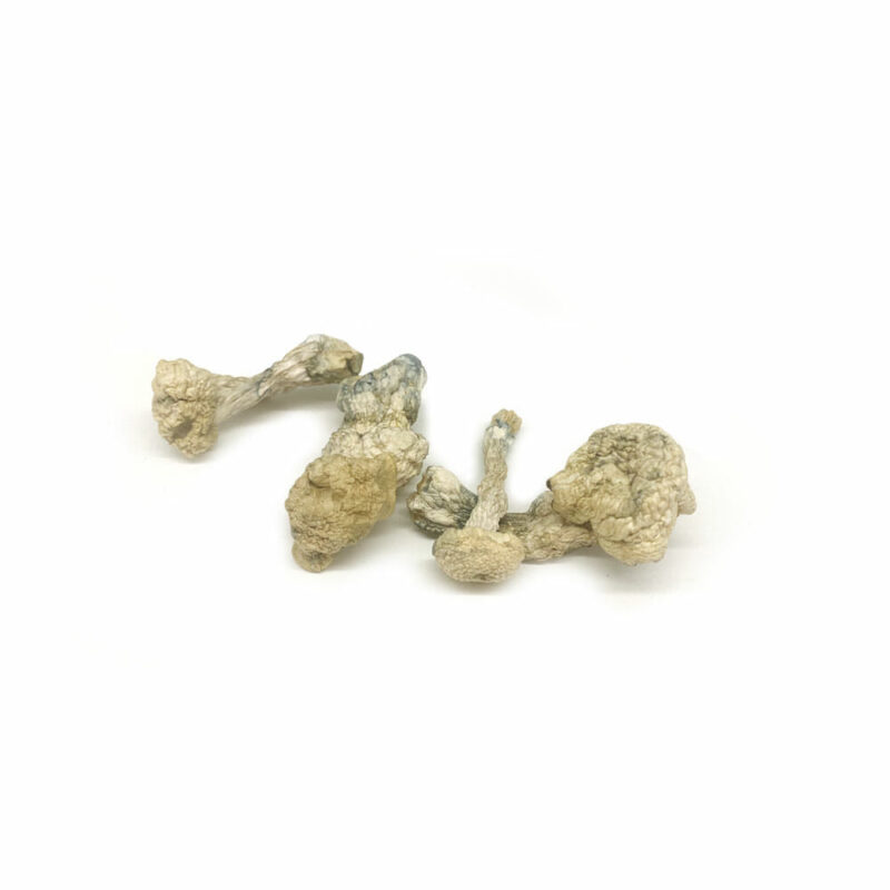 Albino Penis Envy Mushroom Strain with Potent Psilocybin Effects