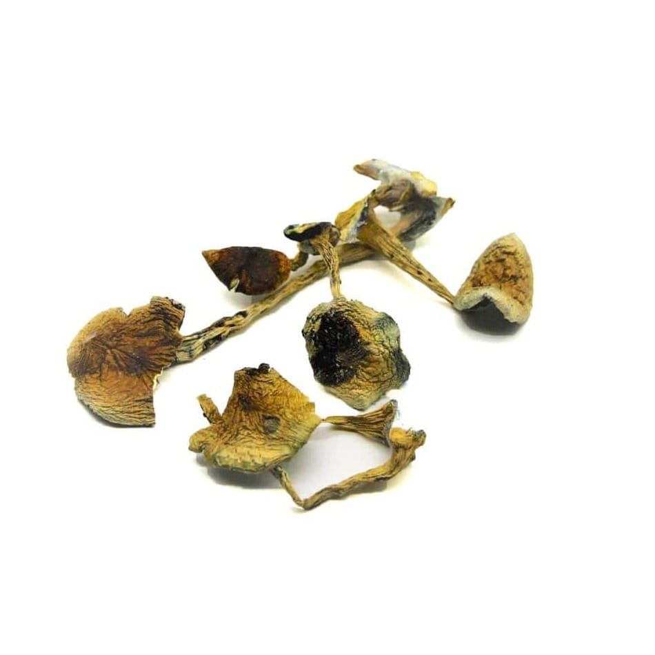 B Plus Mushrooms
