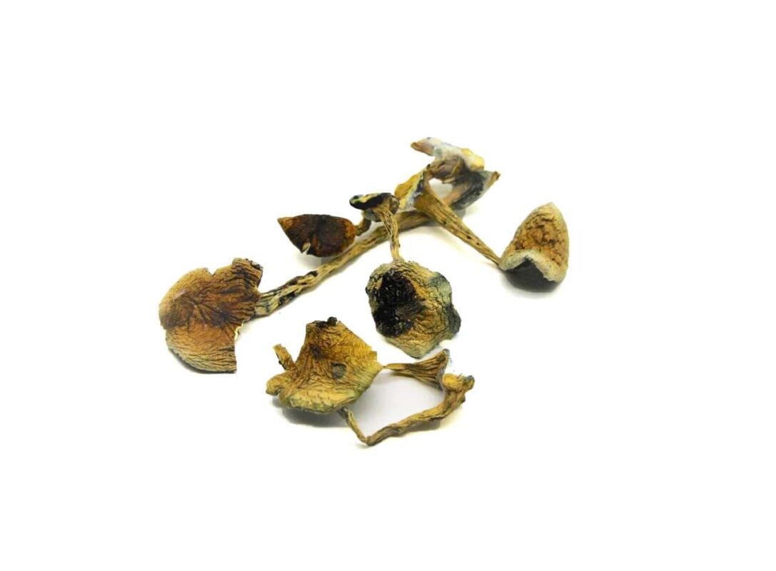 B plus Mushroom Strain for Uplifting Psychedelic Experiences