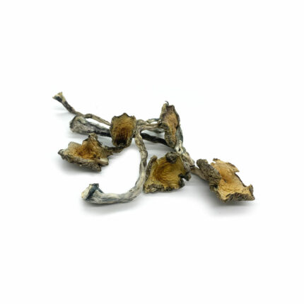 Blue Meanies Mushroom Strain with Vivid Visual Effects