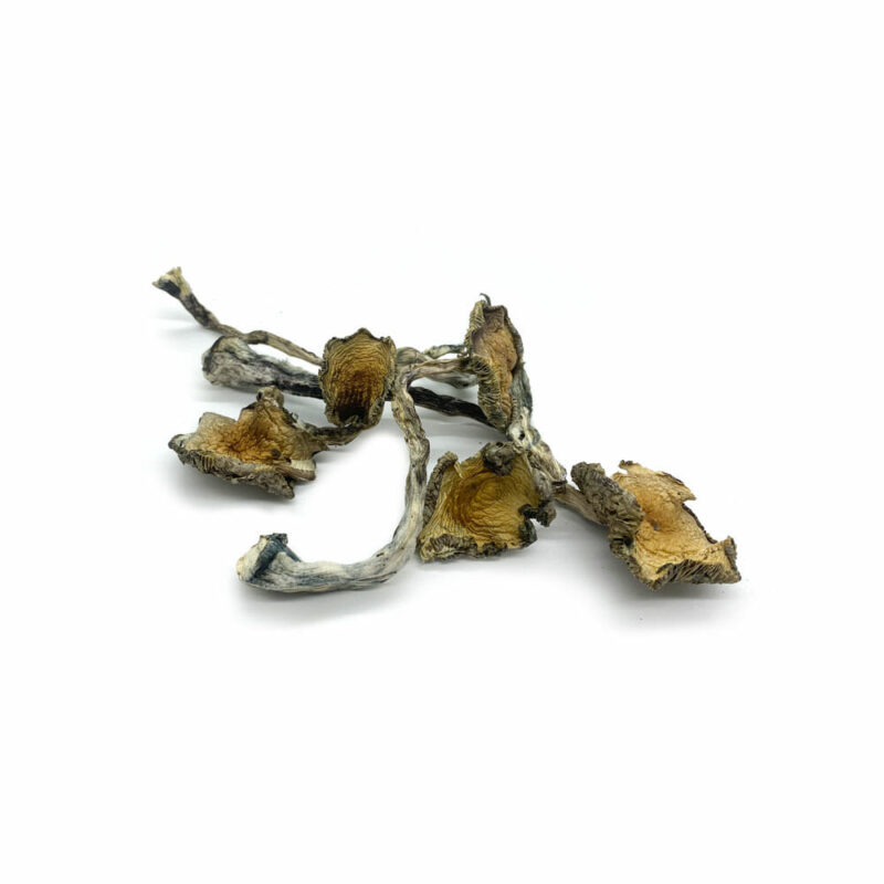 Blue Meanies Mushroom Strain with Vivid Visual Effects