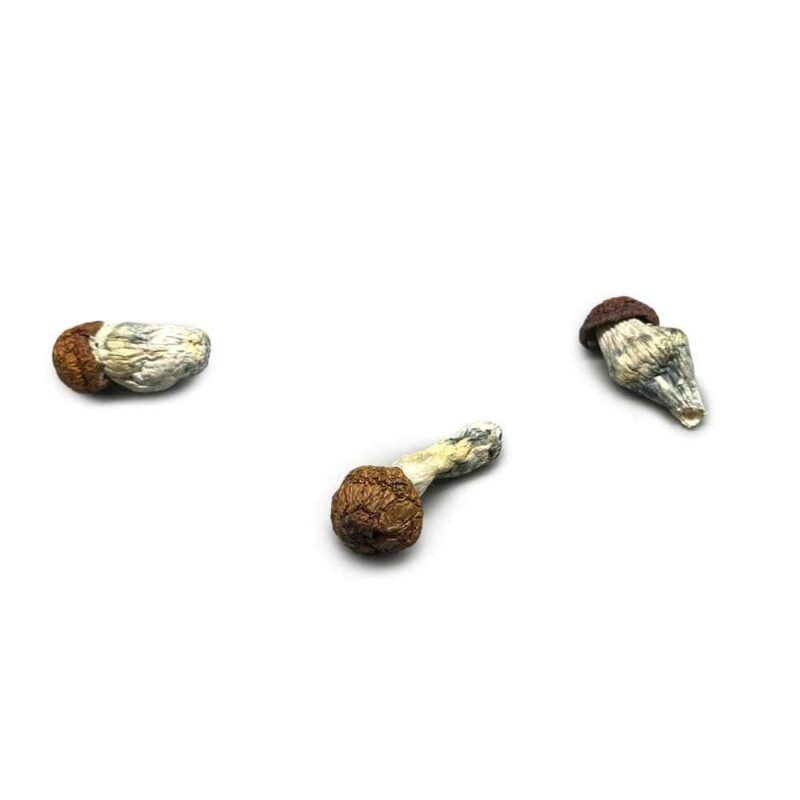 Blue Pulaski Mushroom Strain with Potent Psychedelic Effects