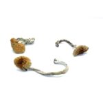 Cuban Cubensis Mushroom Strain with Potent Psilocybin Genetics