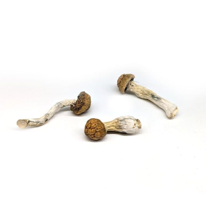 Golden Teacher Mushroom Strain for Psychedelic Exploration and Spiritual Growth