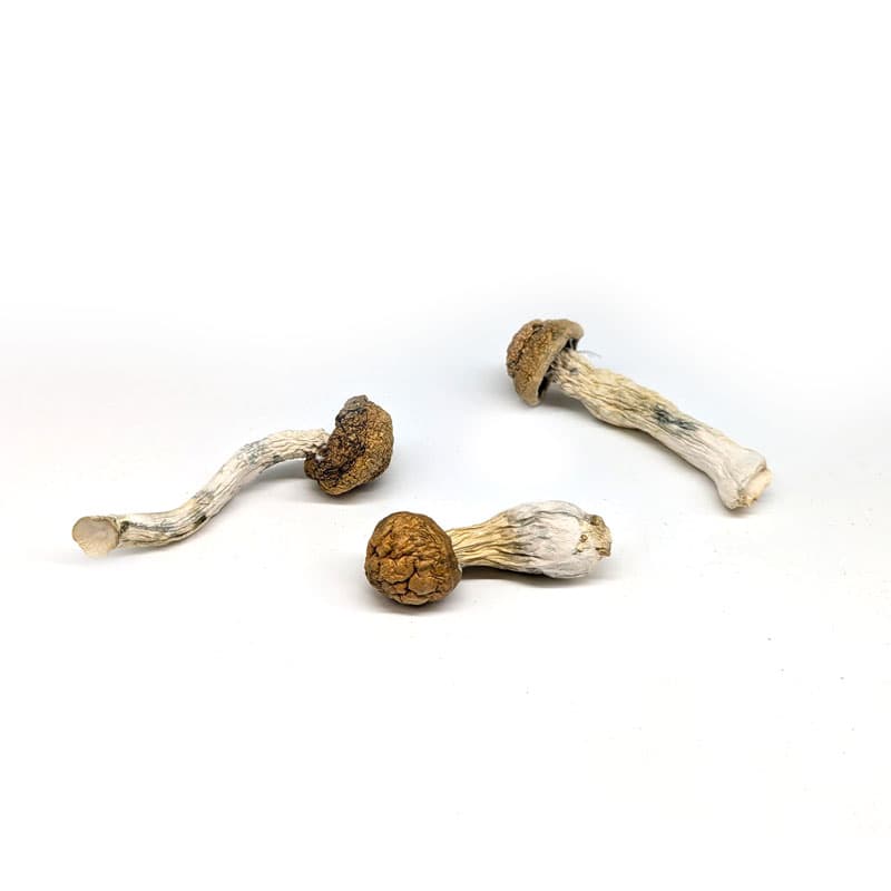 Golden Teacher Mushroom Strain for Psychedelic Exploration and Spiritual Growth