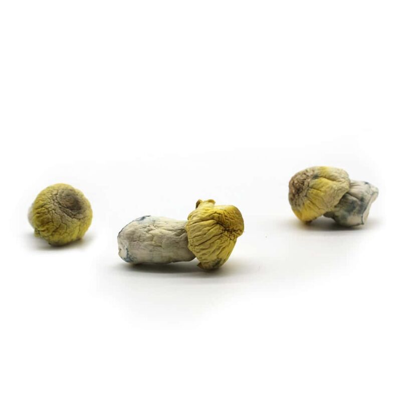 Harlequin Mushroom Strain with Extreme Psilocybin Potency