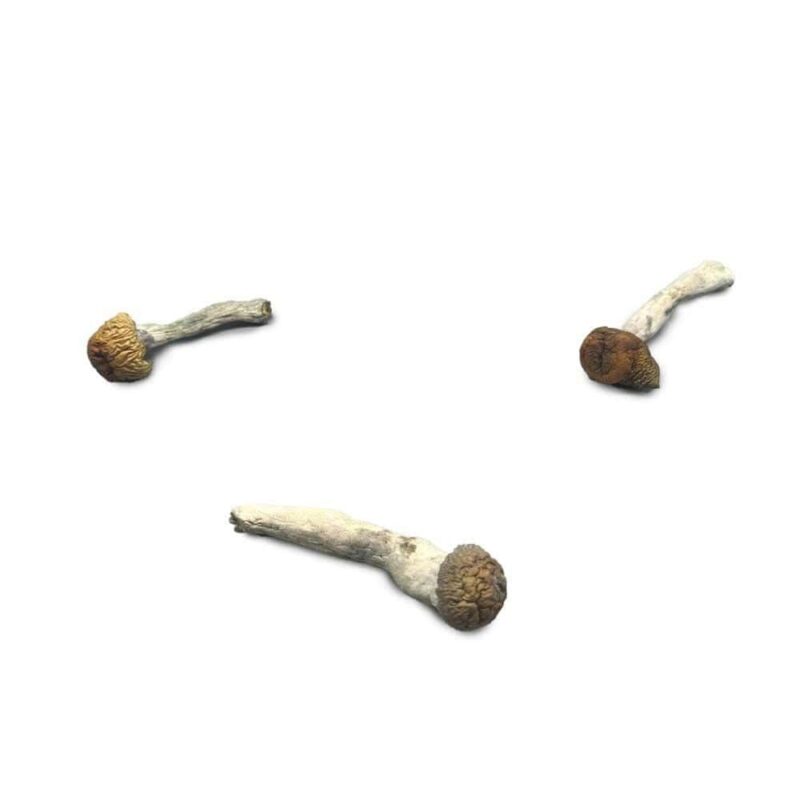 Lucid Gates Mushroom Strain with Vivid Psychedelic Effects