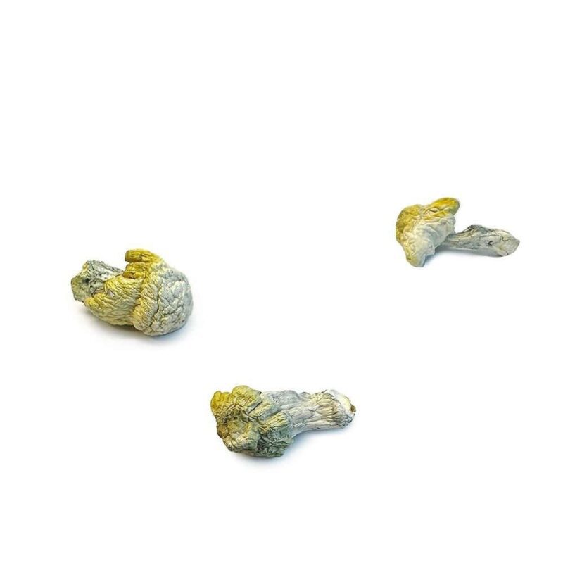 Nutcracker Mushroom Strain with Vivid Visuals and Euphoric Effects