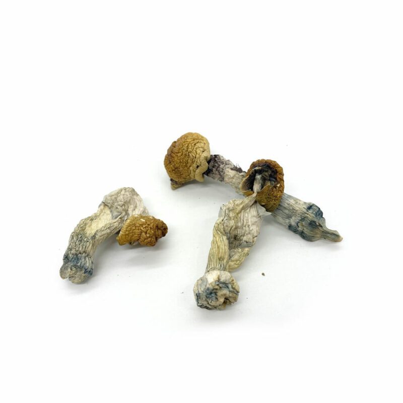 Penis Envy Mushroom Strain with Potent Psychedelic Effects