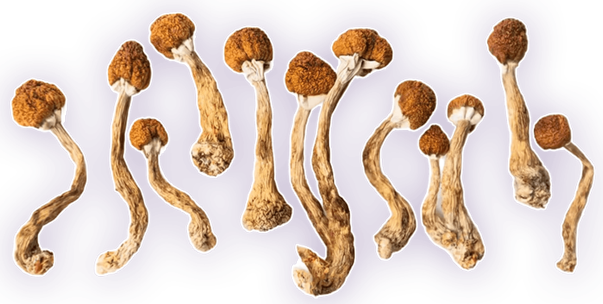 Premium dried mushrooms