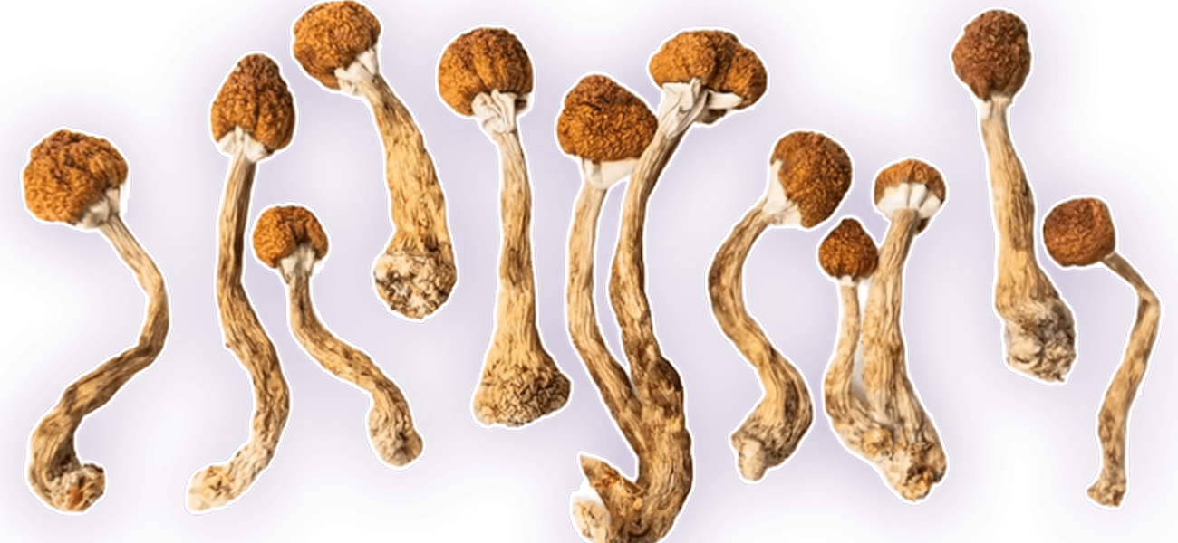 Group-of-Shrooms